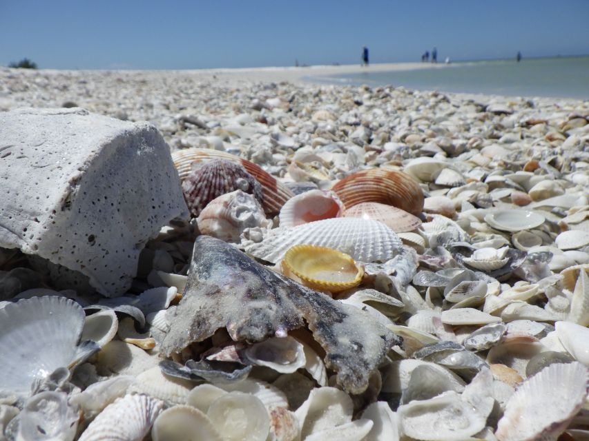Marco Island: Ten Thousand Islands Shelling & Dolphin Tour - Key things I’d circle on your plan