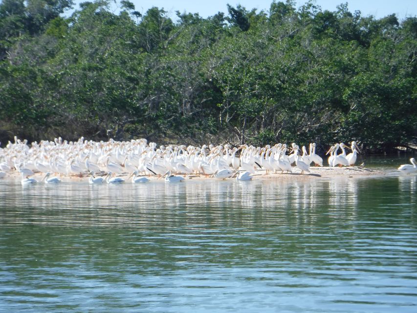 Marco Island: Ten Thousand Islands Shelling & Dolphin Tour - Cape Romano dome homes: why this quick cultural stop adds value