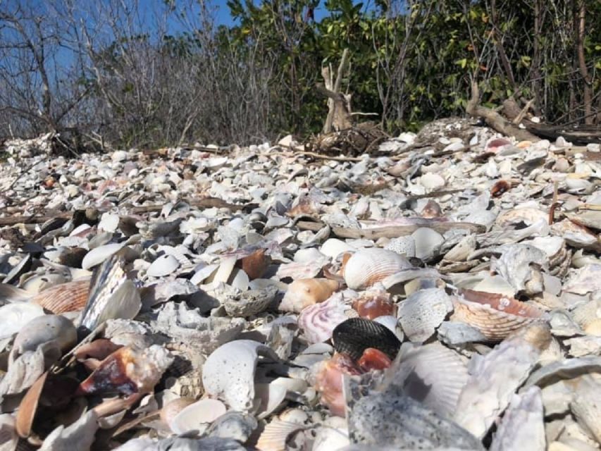 Marco Island: Ten Thousand Islands Shelling & Dolphin Tour - Price and value: is $160 per person worth it?