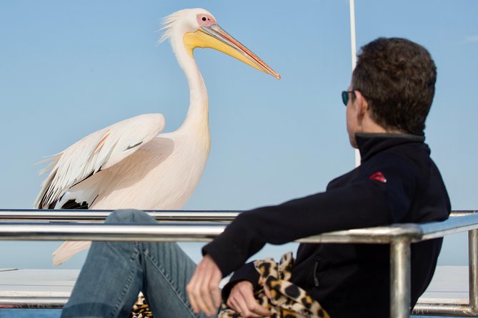 Marine Dolphin Seal Cruise - Key highlights worth booking