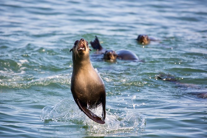 Marine Dolphin Seal Cruise - How to time it with your day in Walvis Bay and Swakopmund