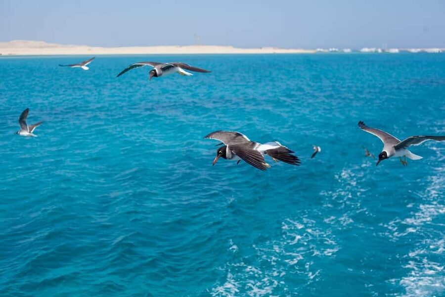 Marsa Alam: Dolphin House Adventure at Shaab Samadai Reef - Meeting Spinner Dolphins in Their Home Waters