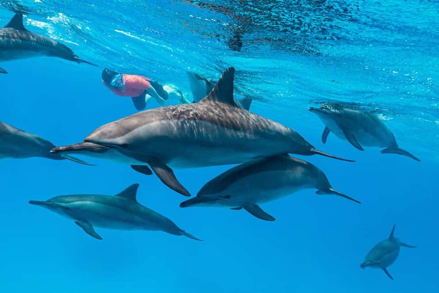 Marsa Alam: Dolphin House Adventure at Shaab Samadai Reef - Boat Comfort, Lunch, and Refreshments Between Water Checks