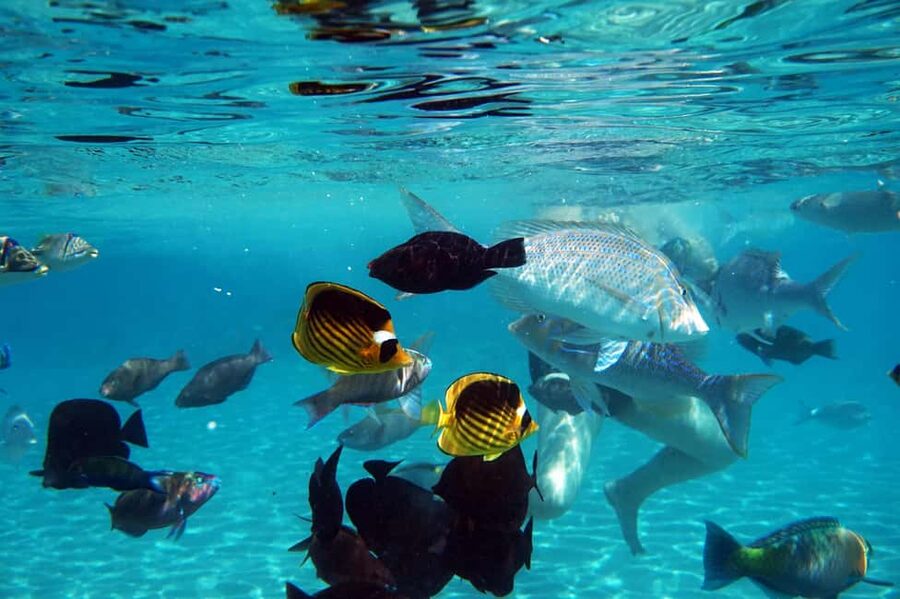 Marsa Alam: Dolphin House Adventure at Shaab Samadai Reef - Price and Value: Is $69 Worth It Here?