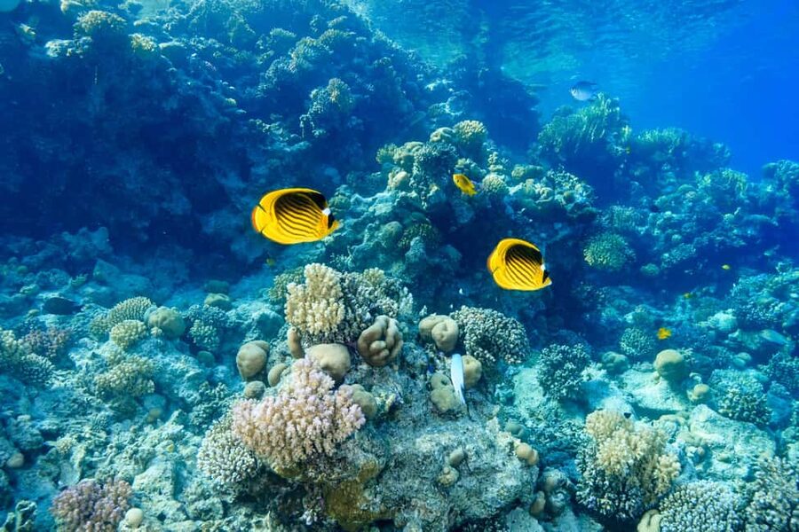 Marsa Alam: Dolphin House Adventure at Shaab Samadai Reef - Practical Packing Tips for a Clear-Water Day