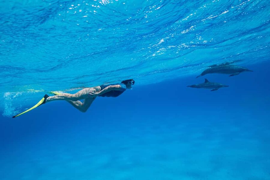 Marsa Alam:Sataya Reefs Dolphin Snorkeling Cruise with Lunch - Sataya Reef (Dolphin House): why this trip gets attention