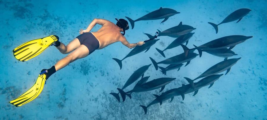 Marsa Alam:Sataya Reefs Dolphin Snorkeling Cruise with Lunch - How your day runs: from Marsa Alam pickup to the reef