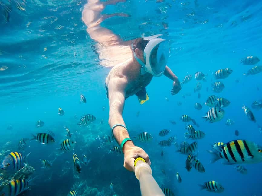 Marsa Alam:Sataya Reefs Dolphin Snorkeling Cruise with Lunch - Wild dolphins in Dolphin House: how to maximize your odds