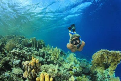 Marsa Alam:Sataya Reefs Dolphin Snorkeling Cruise with Lunch - Snorkeling plan: two guided sessions and what to expect in the water