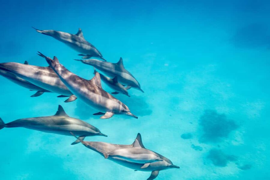 Marsa Alam:Sataya Reefs Dolphin Snorkeling Cruise with Lunch - On-board comfort and lunch: what’s included versus what you bring