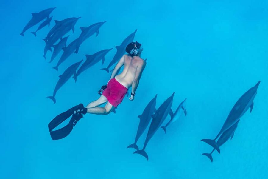 Marsa Alam:Sataya Reefs Dolphin Snorkeling Cruise with Lunch - Who this cruise suits best (and who should skip it)
