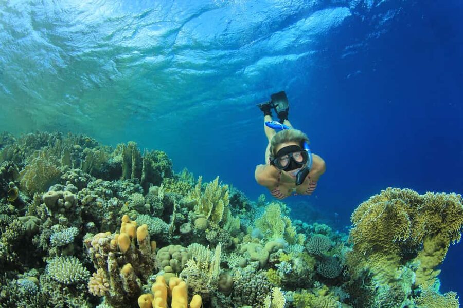 Marsa Alam:Sataya Reefs Dolphin Snorkeling Cruise with Lunch - Snorkeling plan: two guided sessions and what to expect in the water