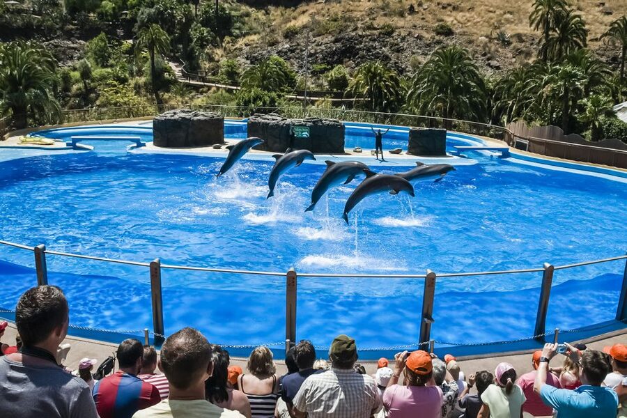 Maspalomas: Palmitos Park Ticket with Dolphin and Bird Shows - Palmitos Park: A Steady-Fun Day Above Maspalomas