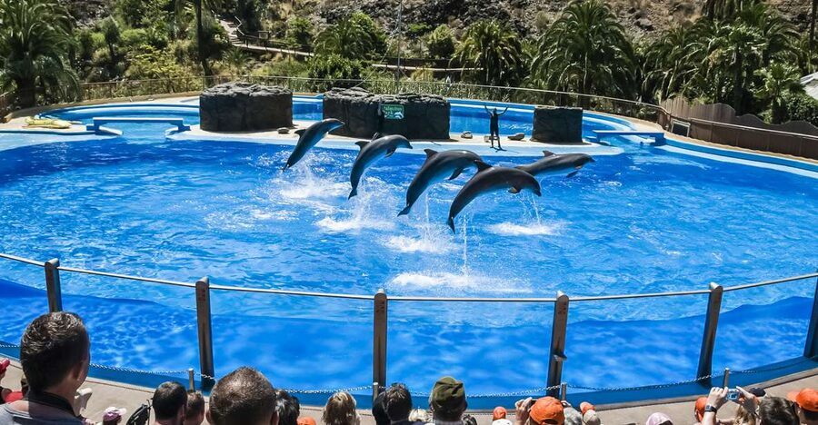 Maspalomas: Palmitos Park Ticket with Dolphin and Bird Shows - Getting In: Voucher, Last Entry, and Timing Your Route