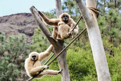Maspalomas: Palmitos Park Ticket with Dolphin and Bird Shows - Price and Value: What $44 Really Covers