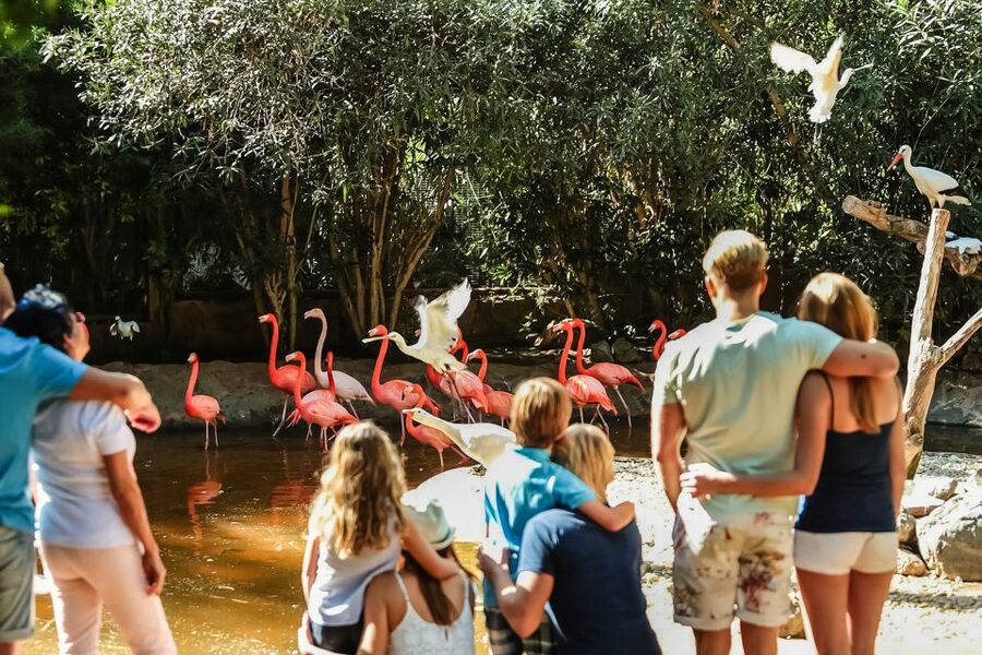 Maspalomas: Palmitos Park Ticket with Dolphin and Bird Shows - Dolphinarium Show: The Performance You Should Build Around