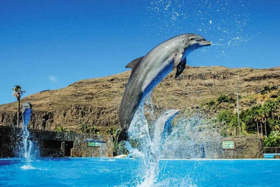 Maspalomas: Palmitos Park Ticket with Dolphin and Bird Shows - Birds of Prey and Exotic Birds: Where the Views Become Part of the Show