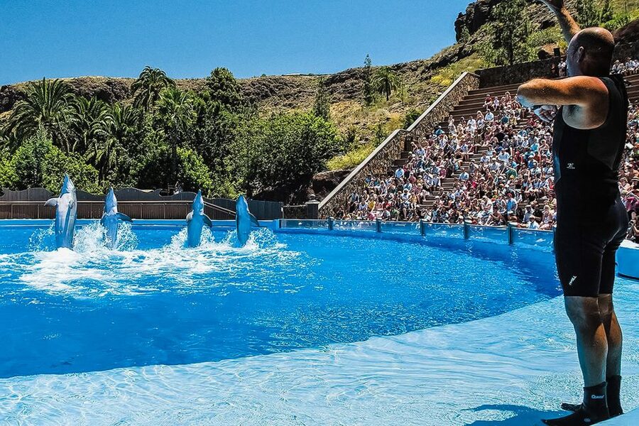 Maspalomas: Palmitos Park Ticket with Dolphin and Bird Shows - Island of Primates: The Wildcard Zone for Adults and Kids