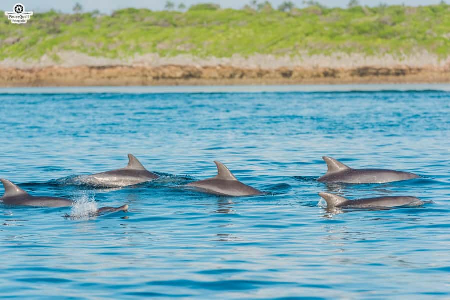 Matemwe: Mnemba Island Dolphin & Snorkeling Boat Trip - Snorkeling around Mnemba: corals, fish, and where time is spent
