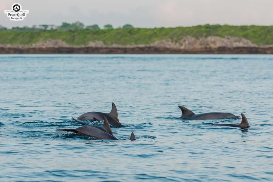 Matemwe: Mnemba Island Dolphin & Snorkeling Boat Trip - Meeting at The Mora beach and getting on the water smoothly