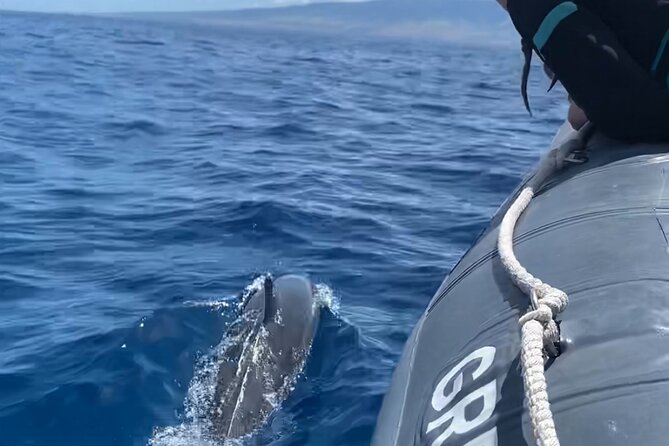 Maui Eco-Raft: 2 Hour Dolphin Watch Sightsee Tour (Semi-Private) - Key Highlights You’ll Care About