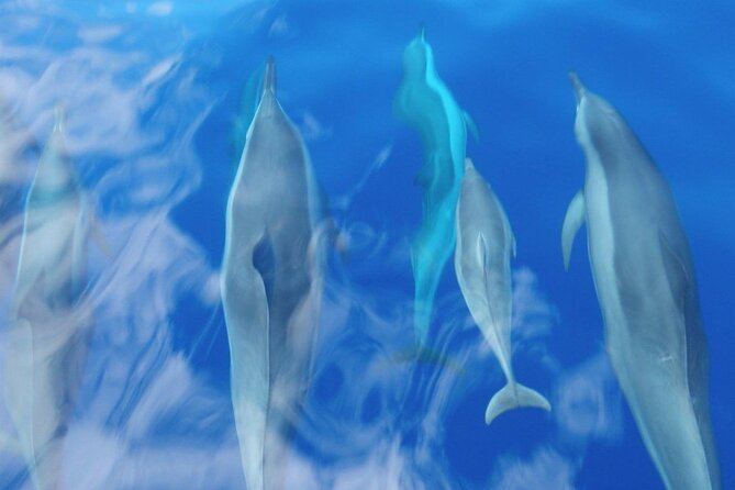 Maui Eco-Raft: 2 Hour Dolphin Watch Sightsee Tour (Semi-Private) - Marine Naturalists: When You Can Ask Anything, You Actually Learn