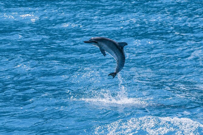 Maui Eco-Raft: 2 Hour Dolphin Watch Sightsee Tour (Semi-Private) - What You Might See: Dolphins Most Often, Whales Seasonally