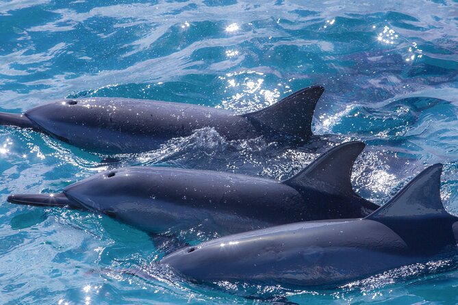 Maui Eco-Raft: 2 Hour Dolphin Watch Sightsee Tour (Semi-Private) - Snacks, Optional Lunch, and the Reef-Safe Details