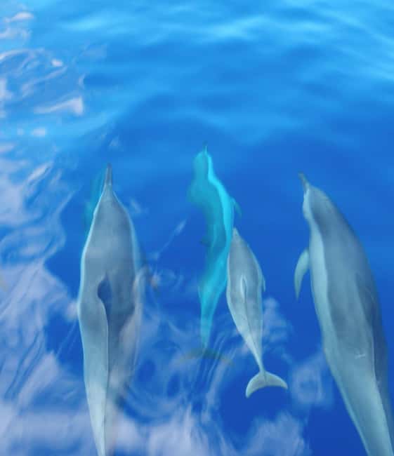 Maui: Eco-Raft Dolphin Watch Tour with Snacks - Snack Break on the Water: What You’ll Eat and Why It Works