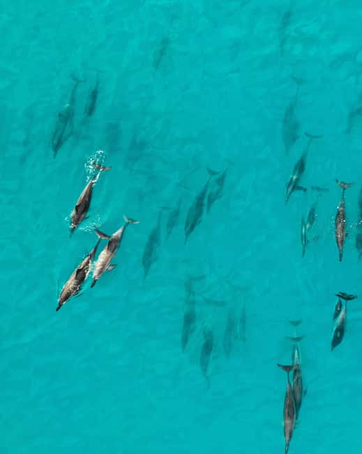 Maui: Eco-Raft Dolphin Watch Tour with Snacks - From Lahaina: The 2-Hour Route and What You’ll Be Doing