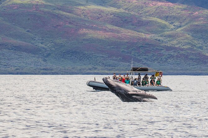 Maui Eco-Raft Tour: Eye-Level Whale or Dolphin Watching - Lahaina - Key Things I’d Zoom In On