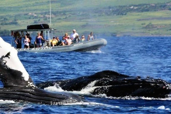 Maui Eco-Raft Tour: Eye-Level Whale or Dolphin Watching - Lahaina - Eye-Level Zodiac Views: Why This Raft Works for Spotting