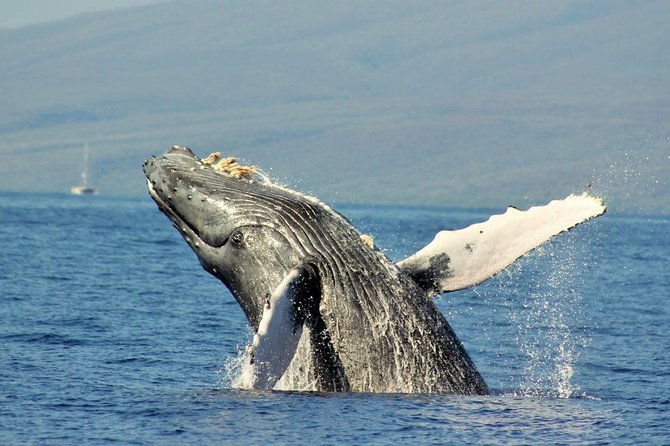 Maui Eco-Raft Tour: Eye-Level Whale or Dolphin Watching - Lahaina - The 2.5-Hour Rhythm: What the Trip Feels Like