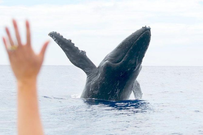 Maui Eco-Raft Tour: Eye-Level Whale or Dolphin Watching - Lahaina - Stop 1: Lahaina Waters and the Early Scanning Game