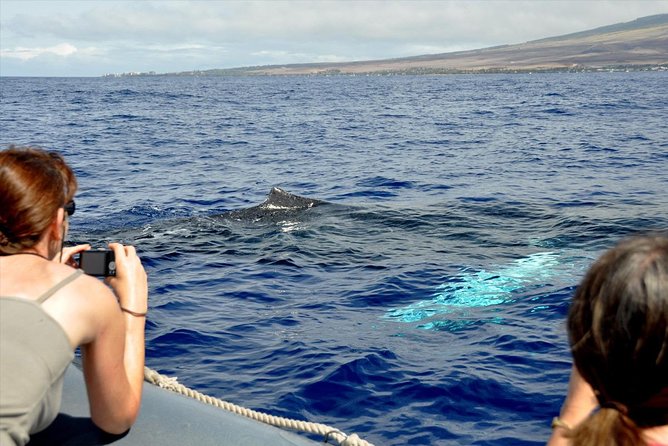 Maui Eco-Raft Tour: Eye-Level Whale or Dolphin Watching - Lahaina - Stop 2: Maui Open-Water Motion and Photo-Friendly Pauses