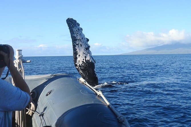 Maui Eco-Raft Tour: Eye-Level Whale or Dolphin Watching - Lahaina - Dolphin Season Upgrade: Snacks, Coast Views, and the Shade Reality