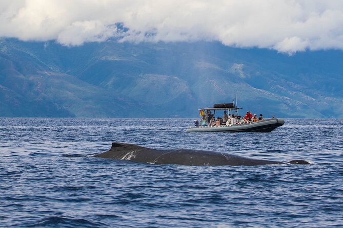 Maui Eco-Raft Tour: Eye-Level Whale or Dolphin Watching - Lahaina - Practical Tips That Make or Break Comfort on a Raft