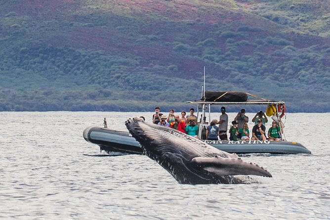 Maui Eco-Raft Tour: Eye-Level Whale or Dolphin Watching - Lahaina - Dec to Apr Whales, Summer Dolphins: What Changes by Season
