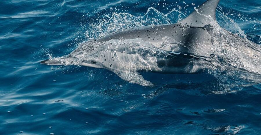 Maui: Kaanapali Dolphin Watching Boat Trip with Lunch - Key highlights at a glance