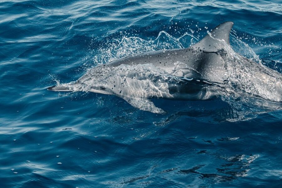 Maui: Kaanapali Dolphin Watching Boat Trip with Lunch - Kaanapali dolphin watching on a luxury catamaran