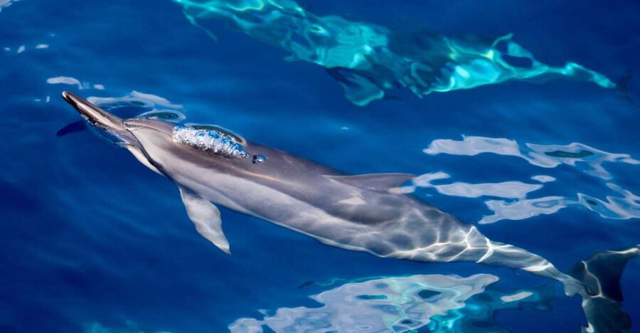Maui: Lanai Snorkel & Dolphin Watch with Lunch - Key highlights worth your attention