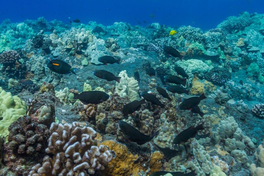 Maui: Lanai Snorkel & Dolphin Watch with Lunch - What to pack so the day runs smoothly