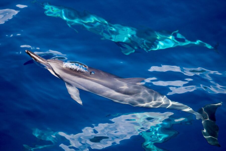 Maui: Lanai Snorkel & Dolphin Watch with Lunch - Breakfast on board: fuel, comfort, and less “hangry” snorkeling