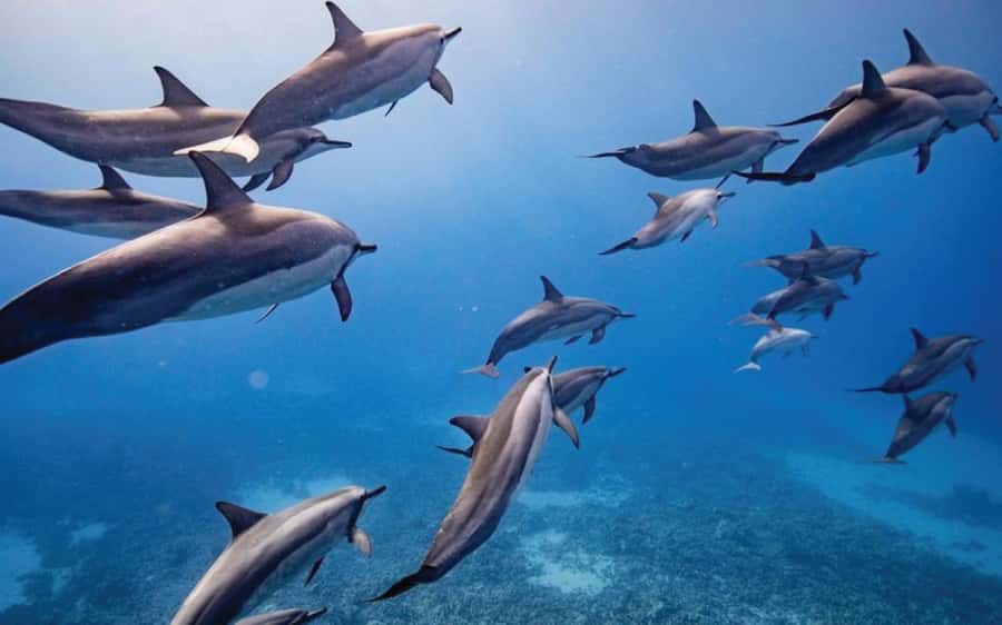 Maui: Semi-Private Eco-Raft Lanai Snorkel & Dolphin Tour - Breakfast, snacks, and snorkeling gear that keep the day smooth