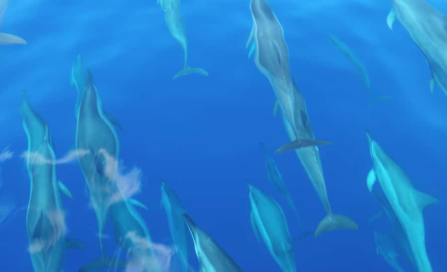 Maui: Semi-Private Eco-Raft Lanai Snorkel & Dolphin Tour - Price and value at $204 per person