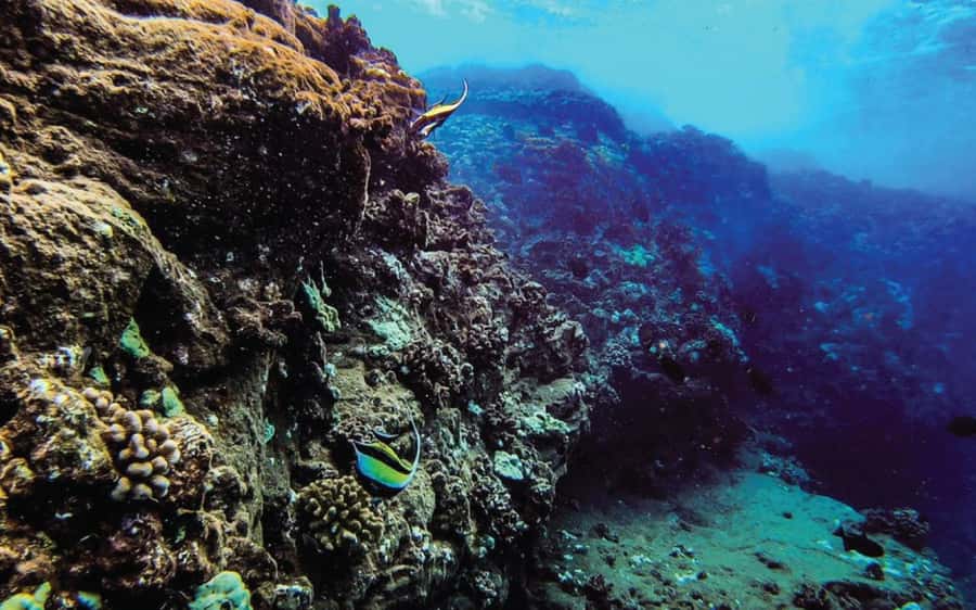 Maui: Semi-Private Eco-Raft Lanai Snorkel & Dolphin Tour - Should you book this Maui Lanai eco-raft snorkeling and dolphin tour?