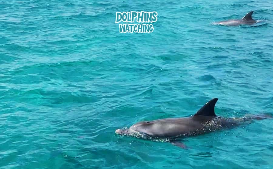 Mauritius: Benitier Island - Swim Dolphins - Speedboat & BBQ - Speedboat start from the west coast: Tamarin, Black River, and a morning plan