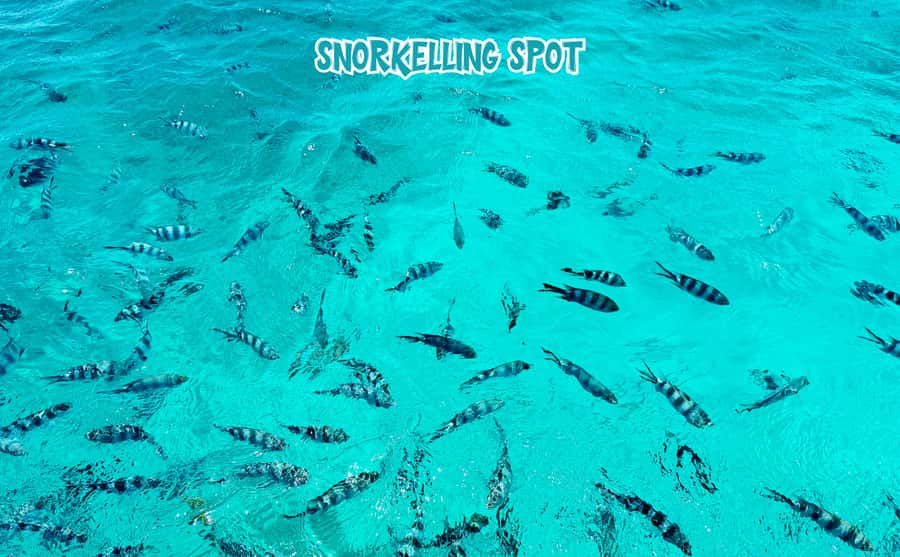 Mauritius: Benitier Island - Swim Dolphins - Speedboat & BBQ - What to bring (and what to skip): simple checklist for comfort