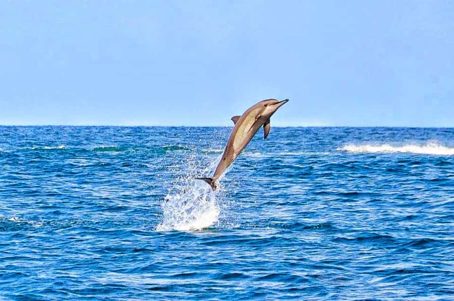 Mauritius Dolphin Encounter and Geographic Marvels Tour - Grand Bassin (Ganga Talao) and the 33-meter Shiva statue