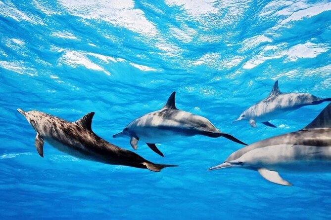 Mauritius : Dolphins Swim and Ile Aux Bénitiers with BBQ - Ile Aux Bénitiers BBQ: the part that makes it feel like a day out